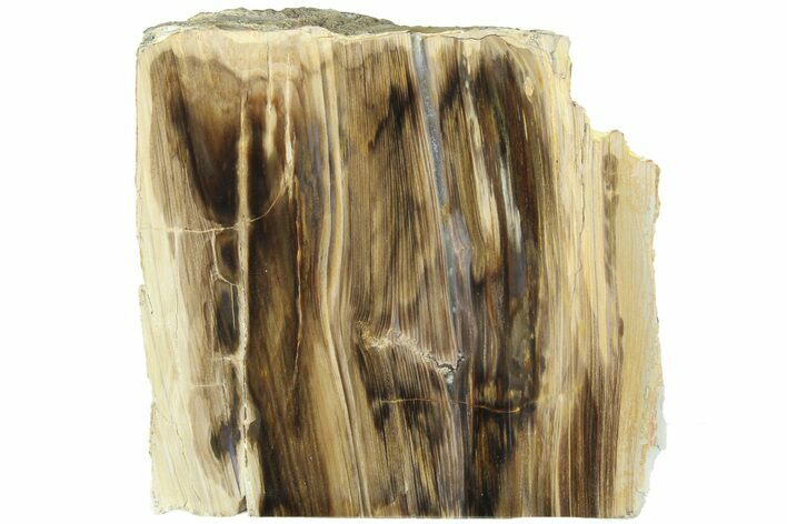 Polished, Petrified Wood (Metasequoia) Stand Up - Oregon #185150